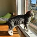 Photo of Alara **2nd Chance Cat Rescue**
