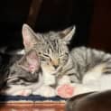 Photo of Alara **2nd Chance Cat Rescue**