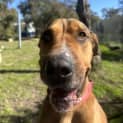 Photo of Jethro