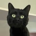 Photo of Alfie