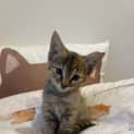 Photo of Millie Located In Doreen