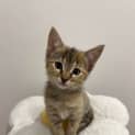Photo of Millie Located In Doreen