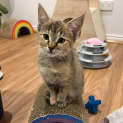 Photo of Millie Located In Doreen