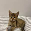 Photo of Millie Located In Doreen