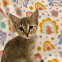 Photo of Millie Located In Doreen