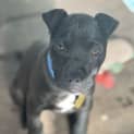 Photo of Bibbly