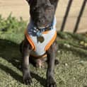 Photo of Bibbly