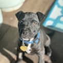 Photo of Bibbly