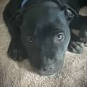 Photo of Bibbly