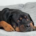 Photo of Lisha