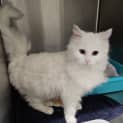 Photo of Diamond 