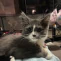 Photo of Nikto **2nd Chance Cat Rescue**