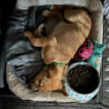 Photo of Lambchop