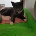 Photo of Tuppence
