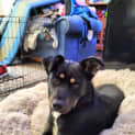 Photo of Shadow