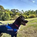 Photo of Shadow