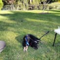Photo of Shadow