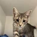 Photo of Penny