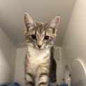 Photo of Penny