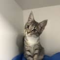 Photo of Penny