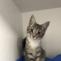 Photo of Penny