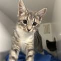 Photo of Penny