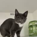 Photo of Tuppence