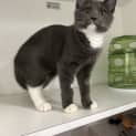 Photo of Tuppence