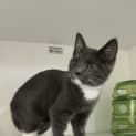 Photo of Tuppence