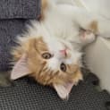 Photo of Teeny Fey