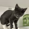 Photo of Tuppence