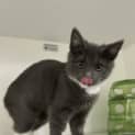 Photo of Tuppence