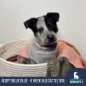 Photo of Billie Blue   9 Week Old Cattle Dog (Trial)