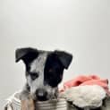 Photo of Billie Blue   9 Week Old Cattle Dog (Trial)