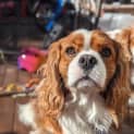 Photo of Louie   2 Year Old Cavalier King Charles (Trial)