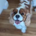 Photo of Louie   2 Year Old Cavalier King Charles (Trial)