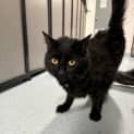 Photo of Salem