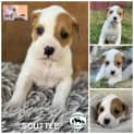 Photo of Scuttle