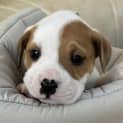 Photo of Scuttle