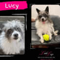 Photo of Lucy