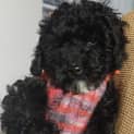 Photo of Domino