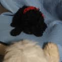 Photo of Domino