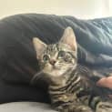 Photo of Atticus