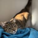 Photo of Layla