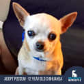 Photo of Possum   12 Year Old Chihuahua (Trial)