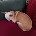 Photo of Possum   12 Year Old Chihuahua (Trial)