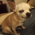 Photo of Possum   12 Year Old Chihuahua (Trial)