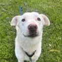 Photo of Lucky
