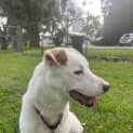 Photo of Lucky