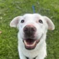 Photo of Lucky